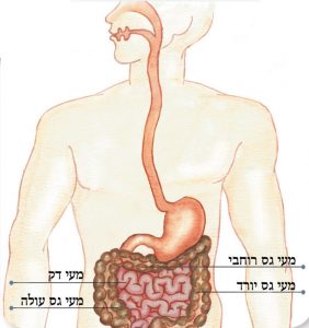 קפסולה למעי הדק בסט מדיקל מרכז רפואי פרטי