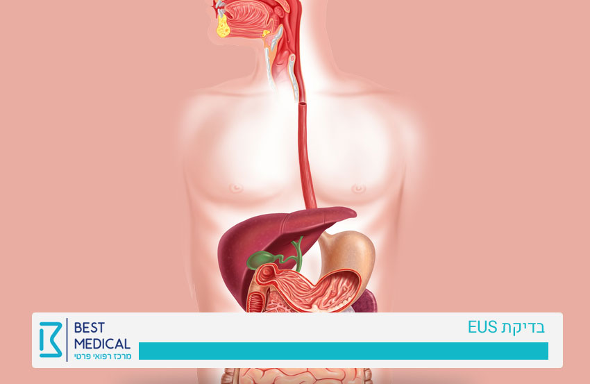 אולטרה סאונד אנדוסקופי פרטי - בדיקת EUS פרטית